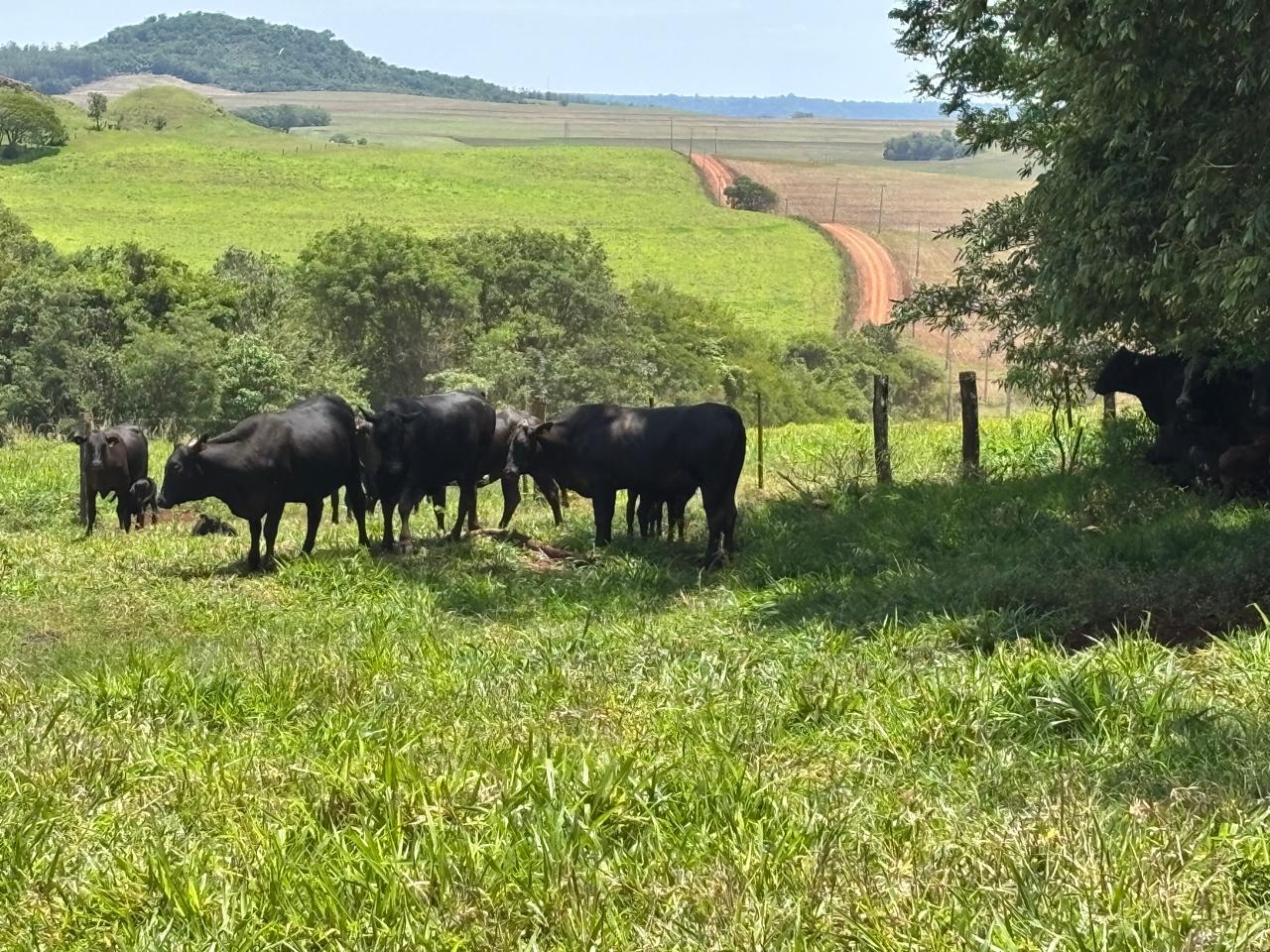 Gado Nelore em pastagem