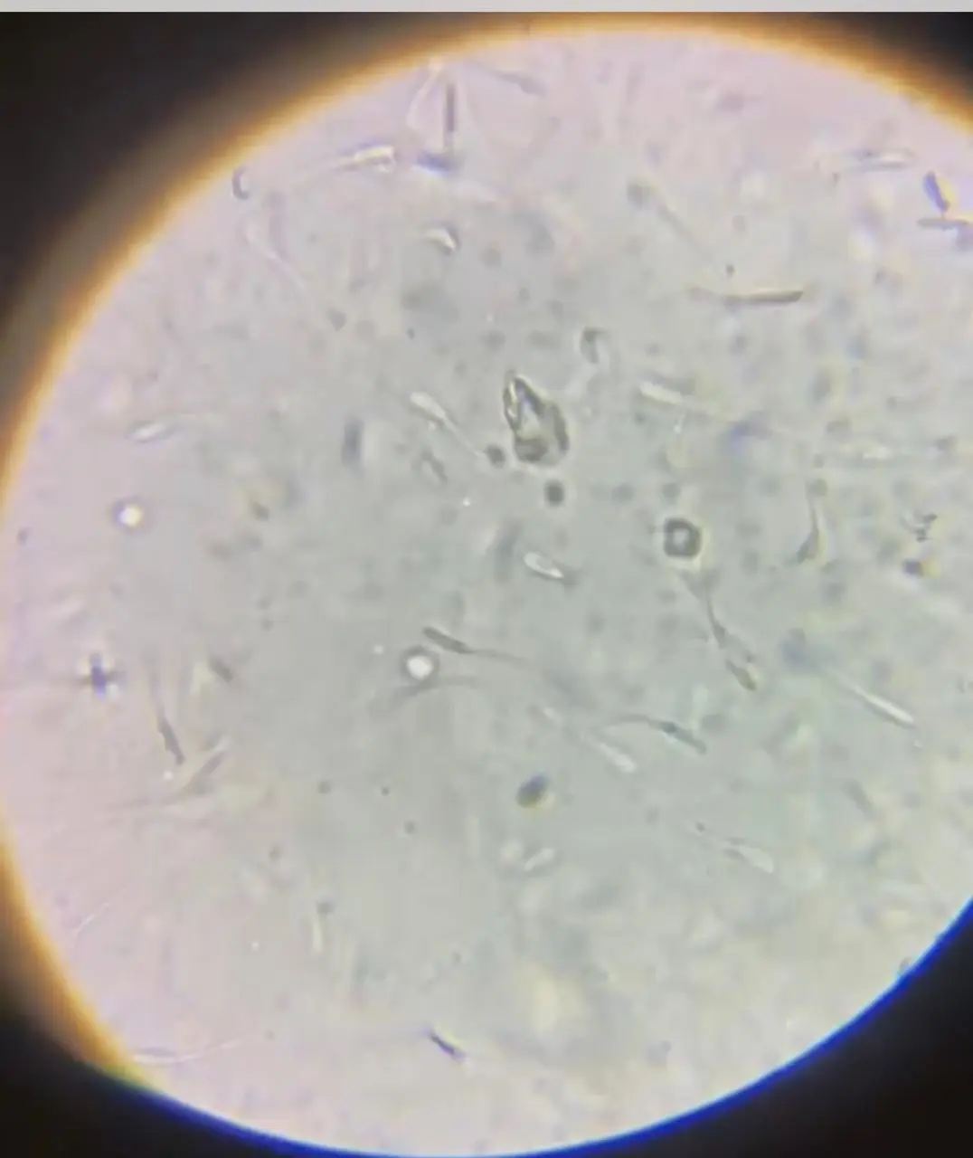 Laboratório